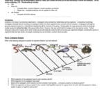 The World's Best Photos Of Cladogram  Flickr Hive Mind With Regard To Phylogenetic Tree Worksheet