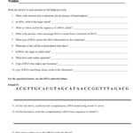 Transcription Worksheet For Rna And Gene Expression Worksheet Answers