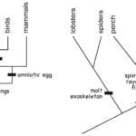 Tree Thinking  Cognition Perception Diagrams In Phylogenetic Tree Worksheet