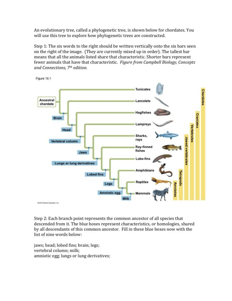 Vertebrate Phylogeny Worksheet Key With Phylogenetic Tree Worksheet