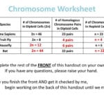 Why Is Mitosis Important  Ppt Download Inside Chromosome Worksheet Answer Key