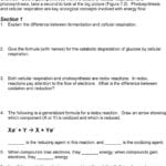 Worksheet  Chapter 7 Active Reading Guide Cellular Throughout Chapter 7 Active Reading Worksheets Cellular Respiration Section 7 1