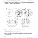 Worksheet Ideas  Onion Cell Mitosis Worksheet Answers Inside Cell Cycle Worksheet Answers Biology